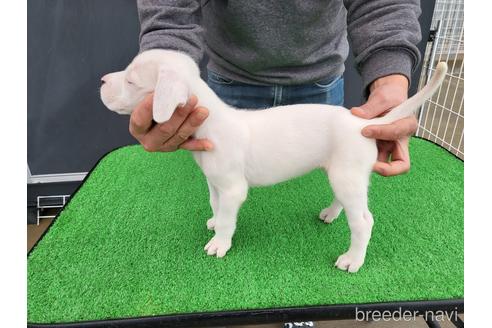 成約済の愛知県のその他の犬種-160920の3枚目